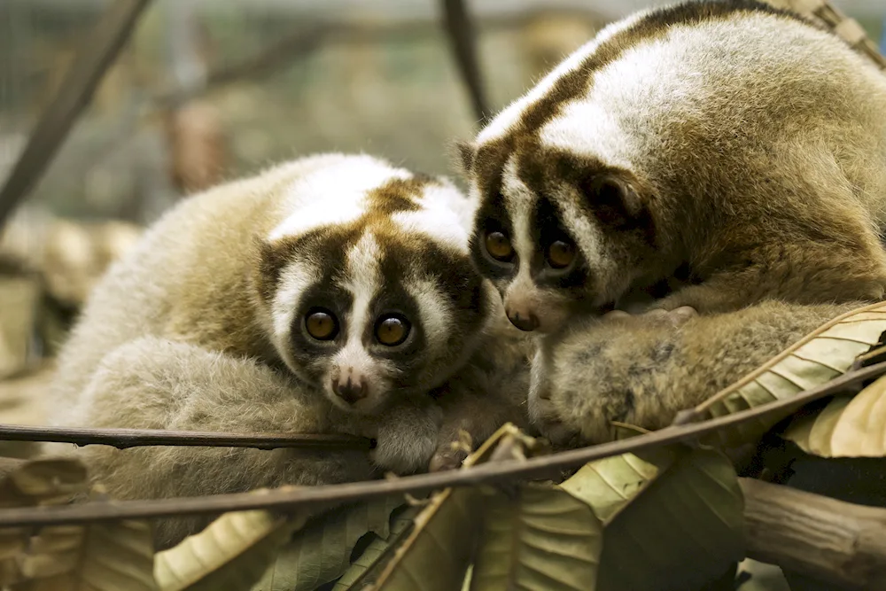 Dwarf lemur Lori