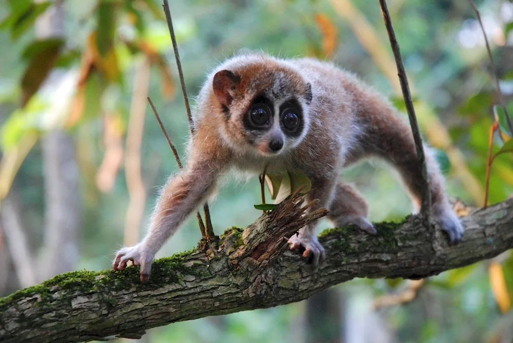 Lemur Lori