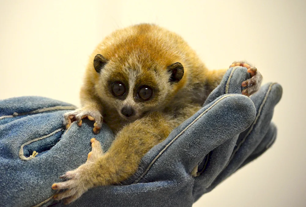 Dwarf lemur Lory