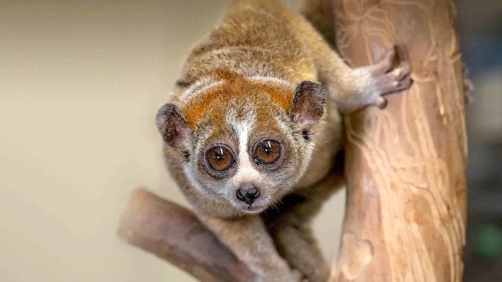 Lemur Lori