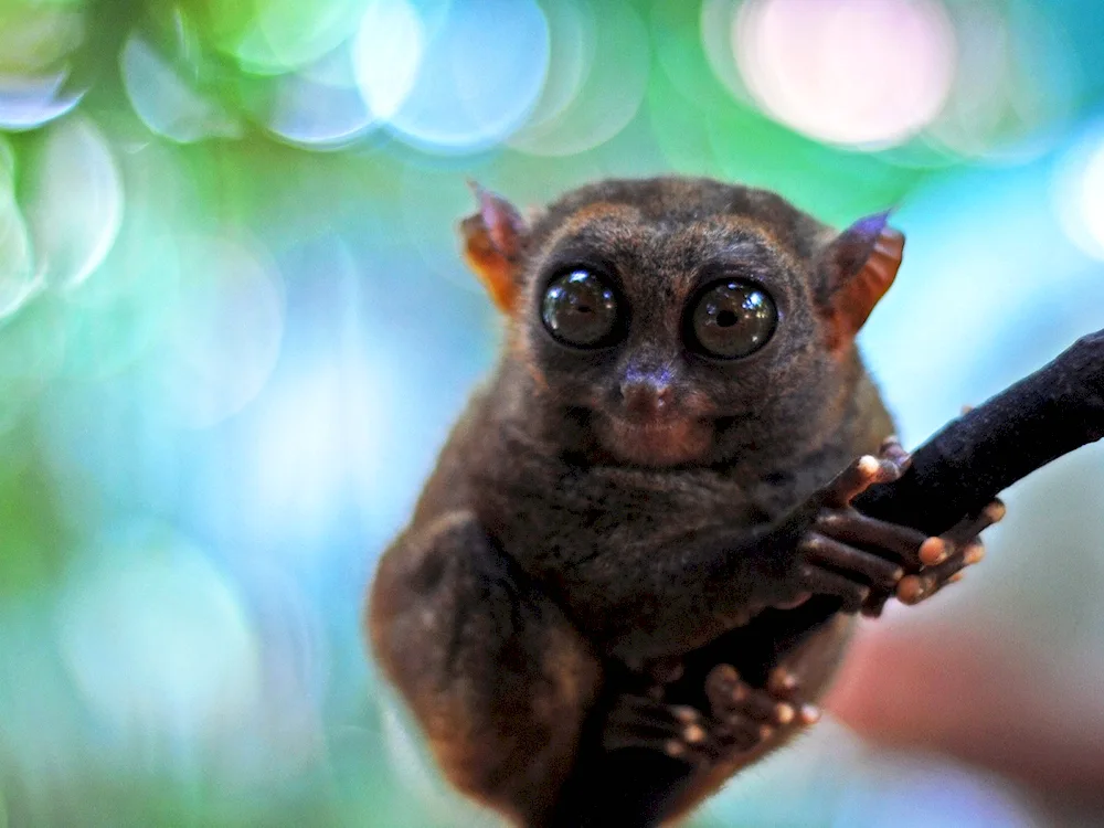 Lemur Lori tarsiers.