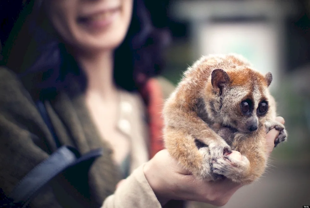 Lemur Lori