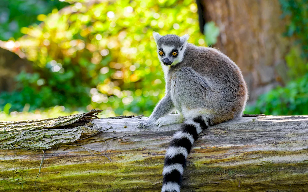 Senegalese galago