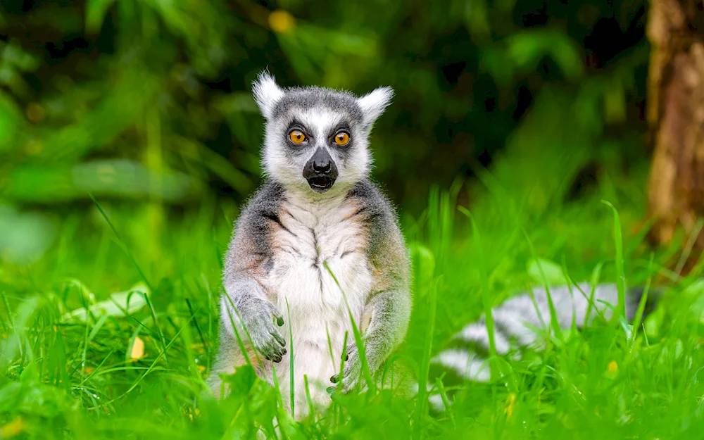 Lemurs in the wild