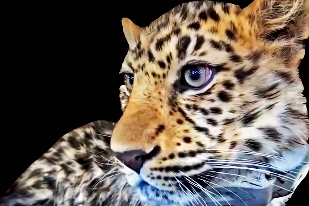 Leo leopard