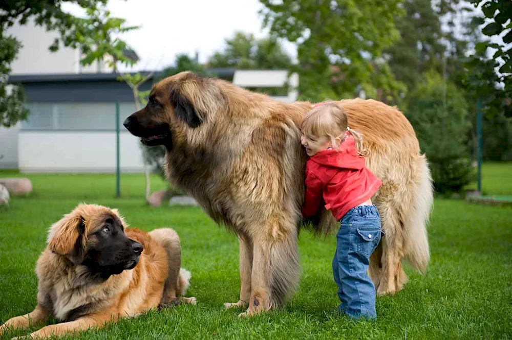 Mastino Neapolitano