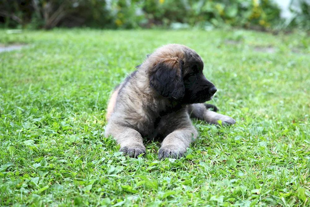 Leonberger