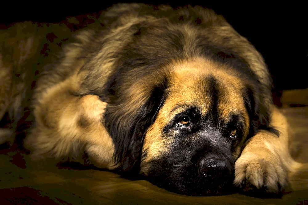 Leonberger dog