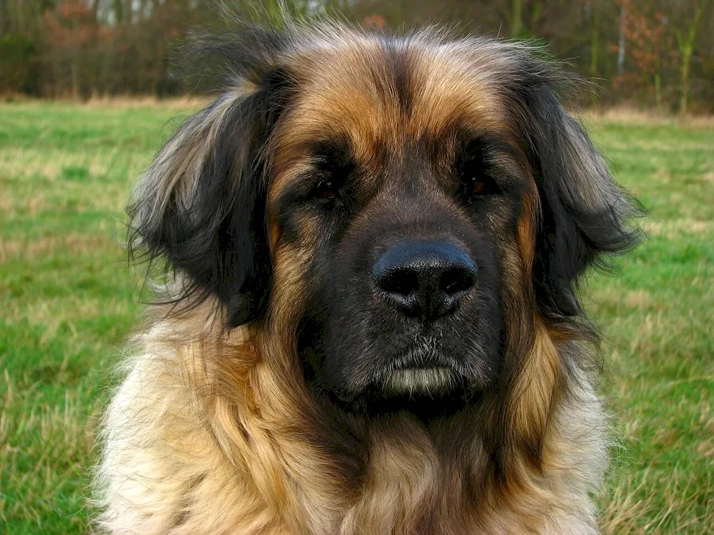 Leonberger