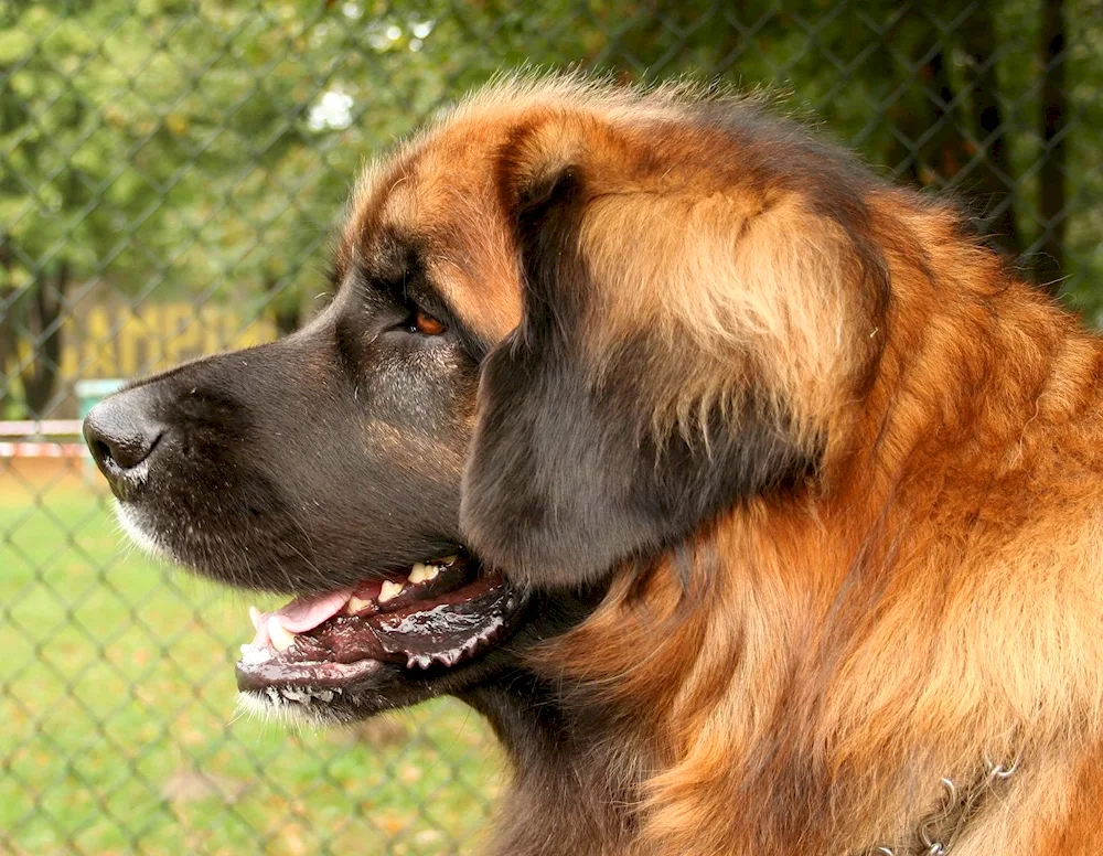 English mastiff