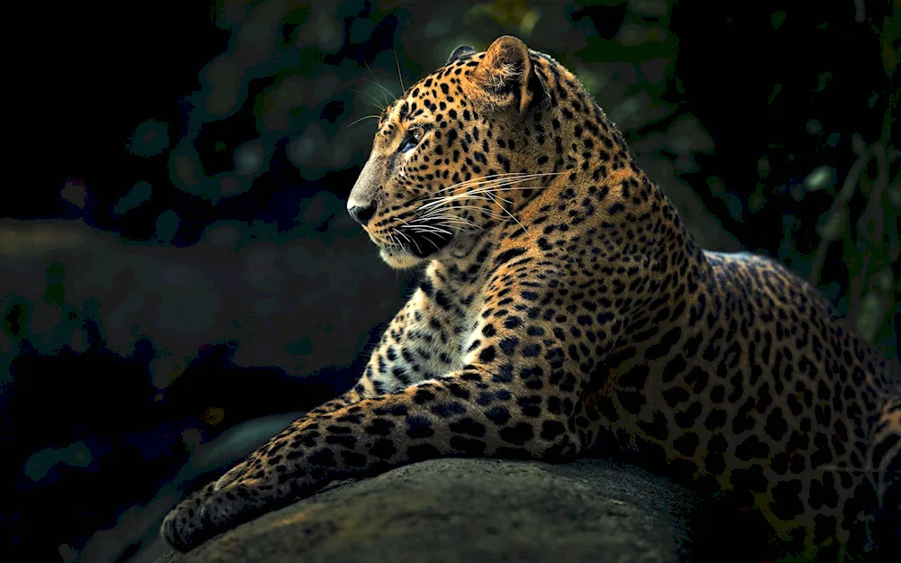 Leopard