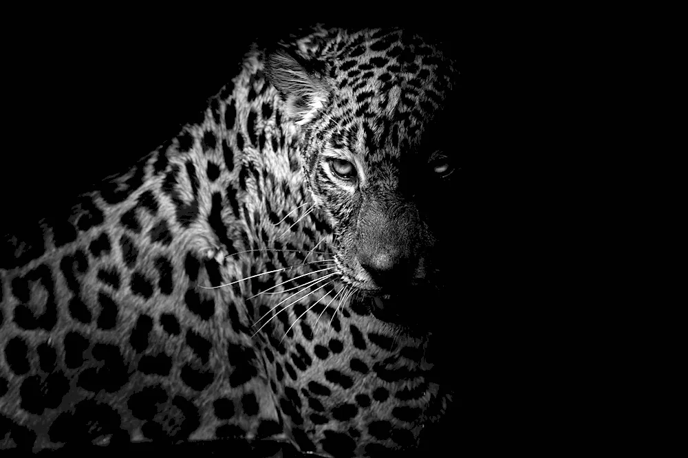 Leopard black white