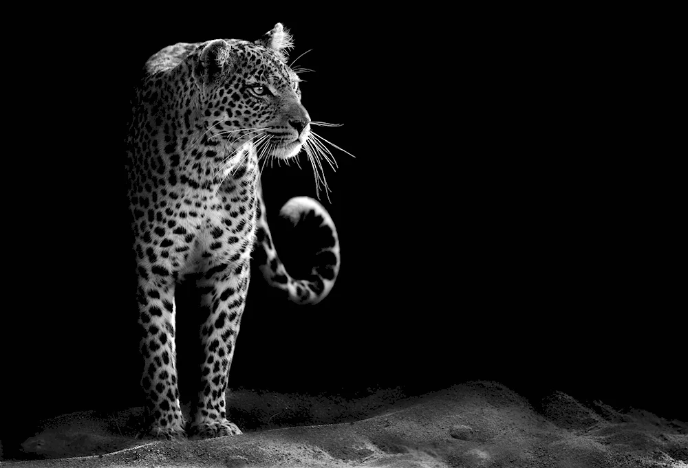 Leopard Black White