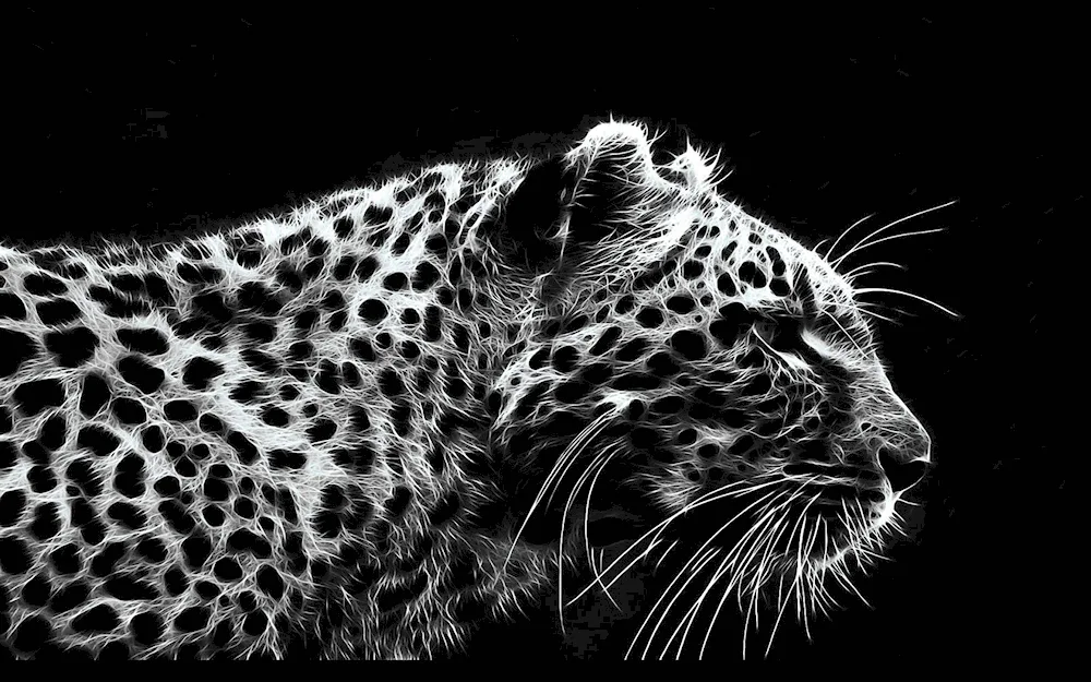 Leopard Black and white