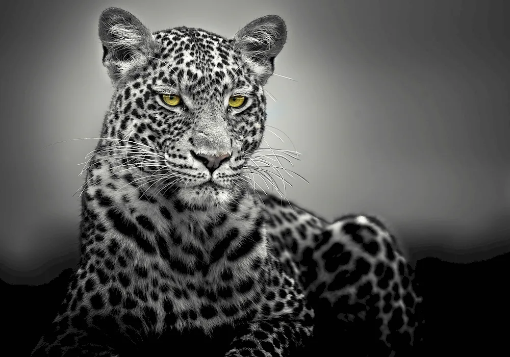 Leopard black and white