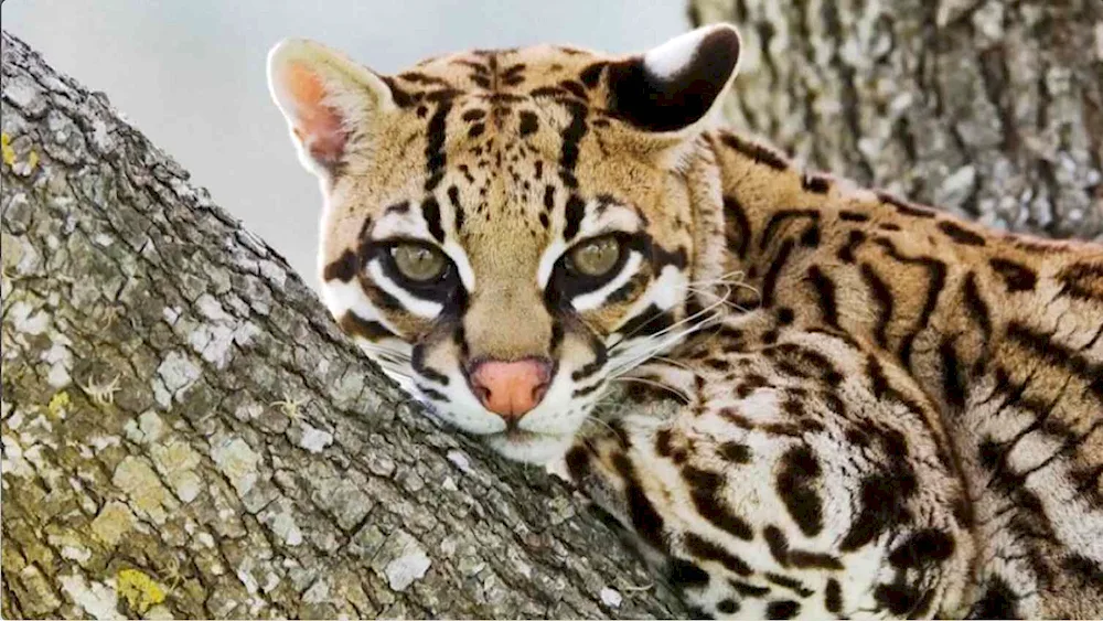 Leopard Ocelot