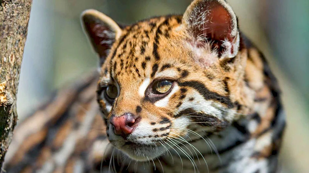 Leopard cat Ocelot