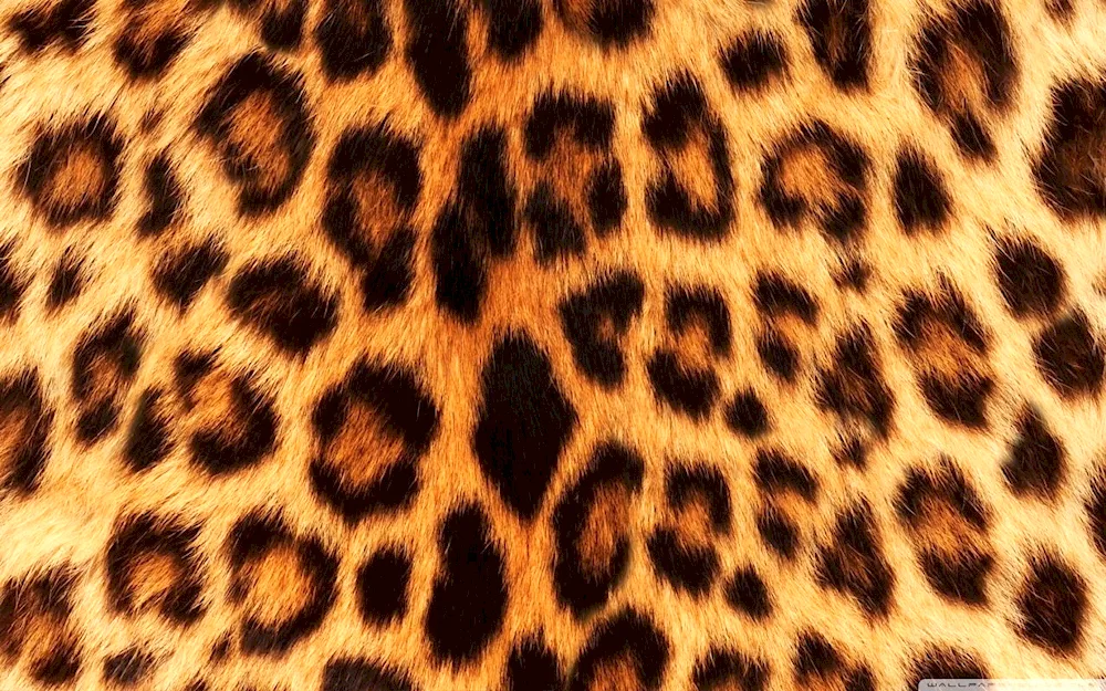 Leopard pattern