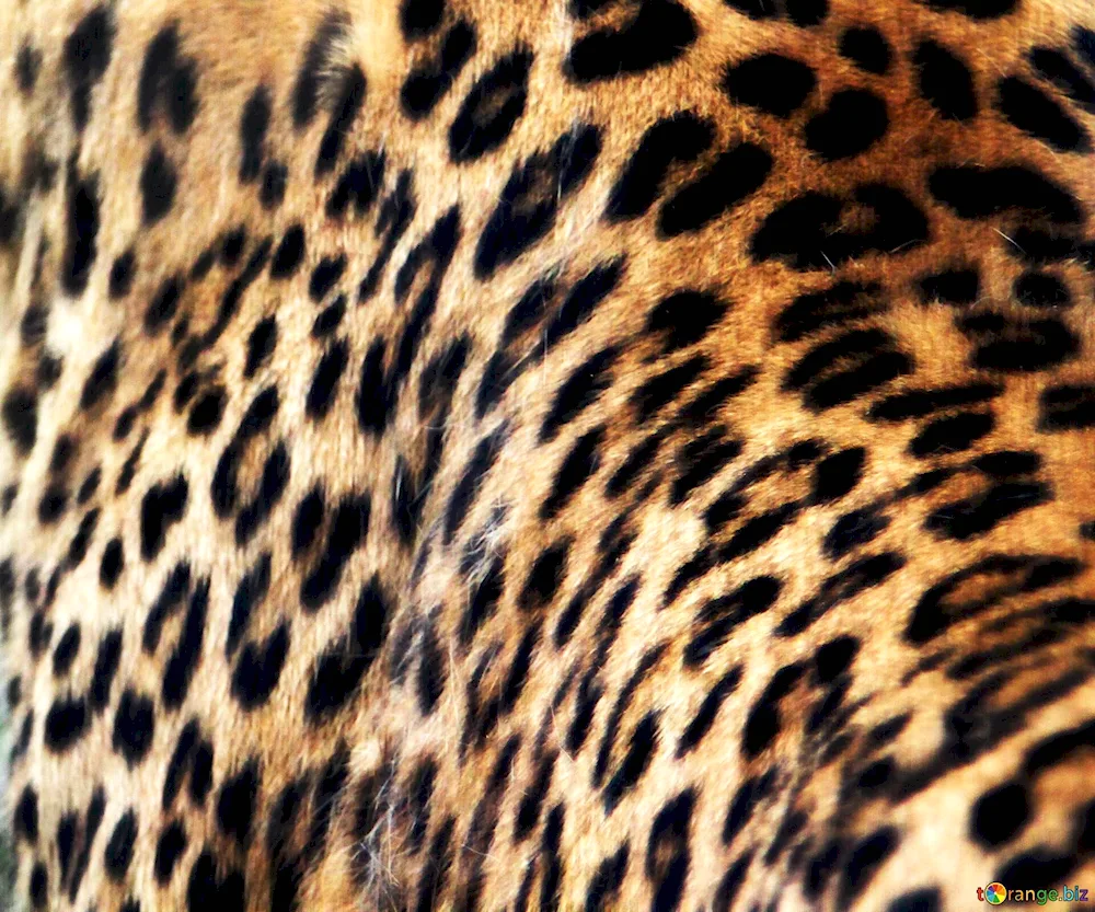 Leopard fur