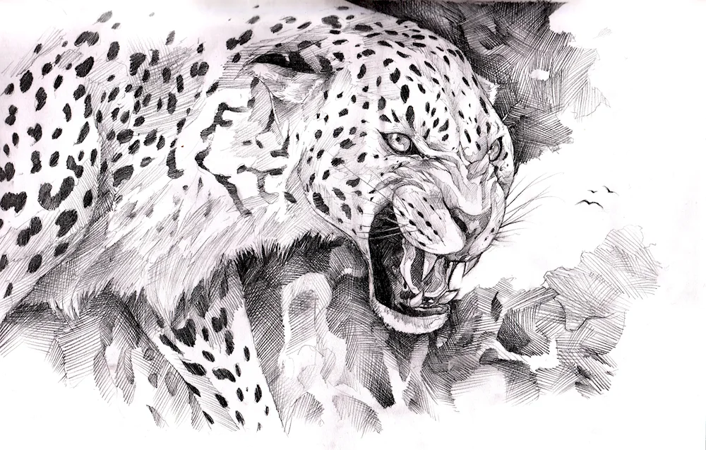 Leopard drawing