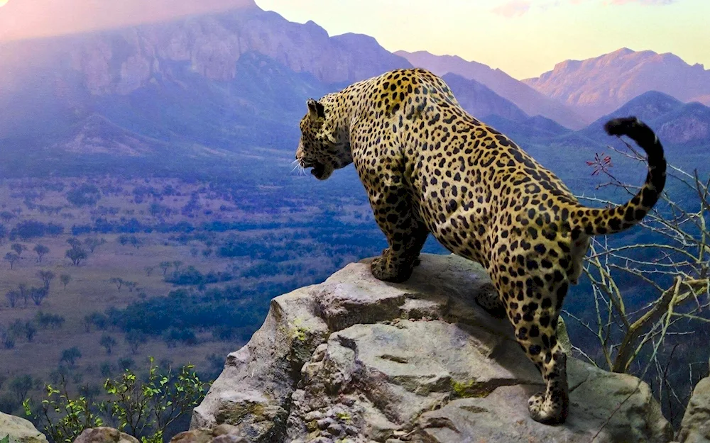 Leopard from the summit of Kilimanjaro