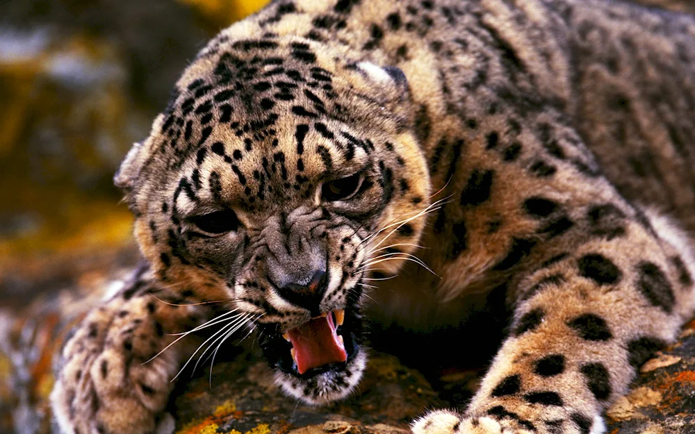 Leopard snow leopard Yaguar