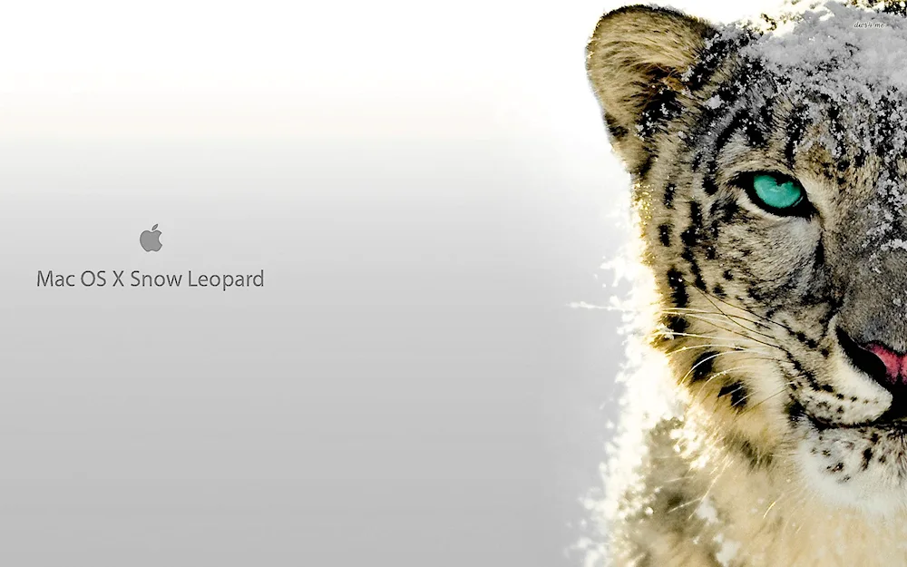 Snow Leopard Bars Irbis Snow Leopard