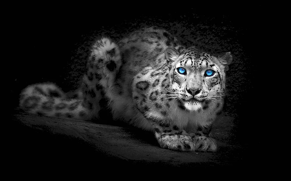Leopard snow leopard Jaguar