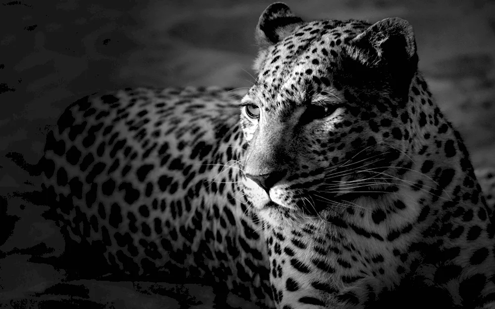 Leopard snow leopard Jaguar