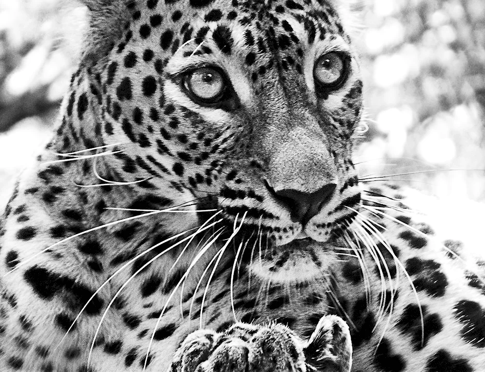 Black and white animal