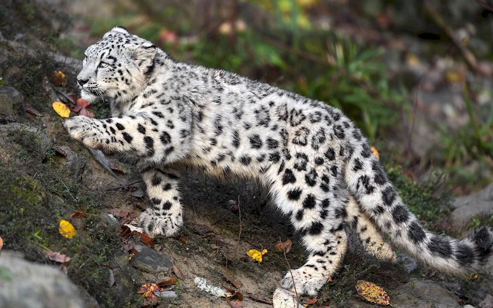 Snow Leopard Irbis