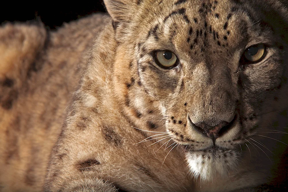 Leopard snow leopard snow leopard Jaguar