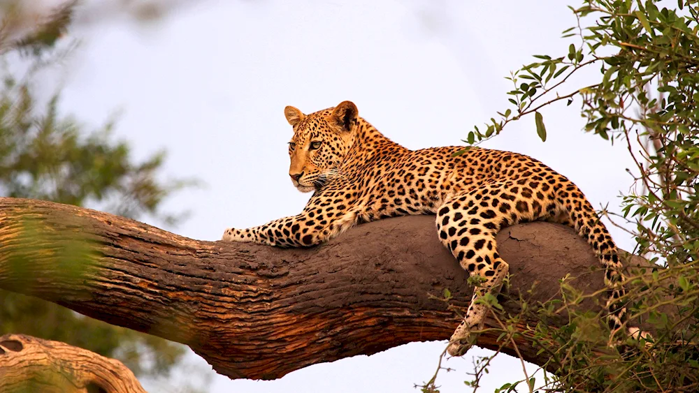 Leopard in the savannah