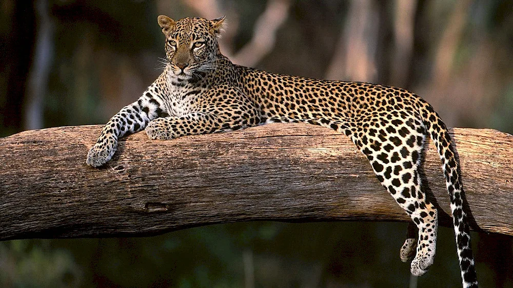 Leopard on the summit of Kilimanjaro