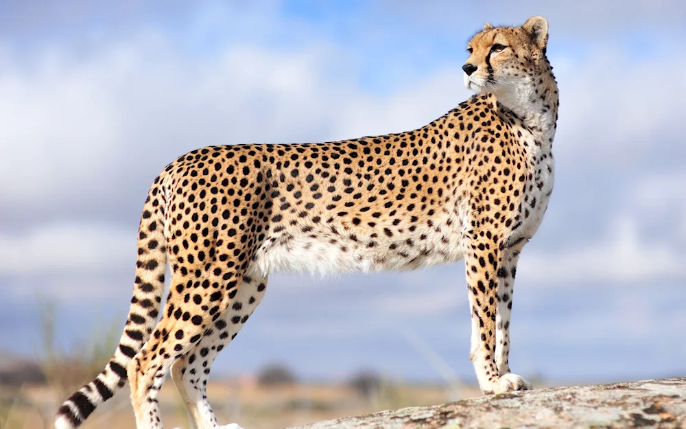 Leopard in the savannah