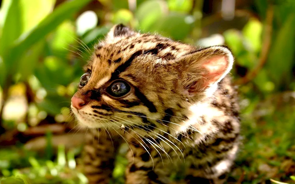 Leopard cat Ocelot