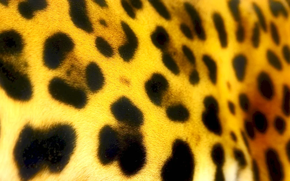 Leopard background