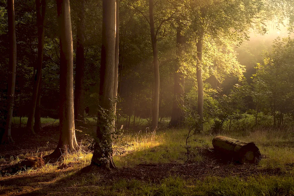 Green forest