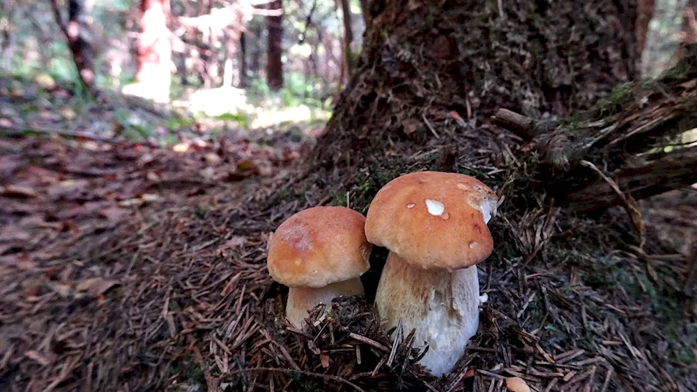 Mushrooms in the Moscow region 2022