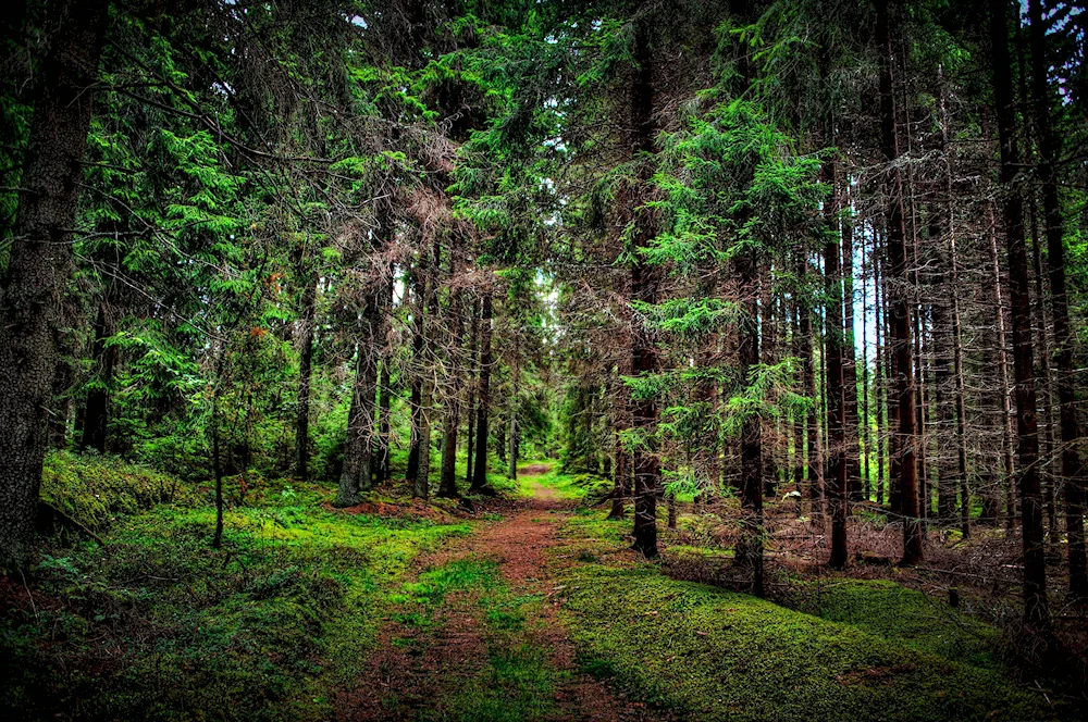 The Black Hills forest