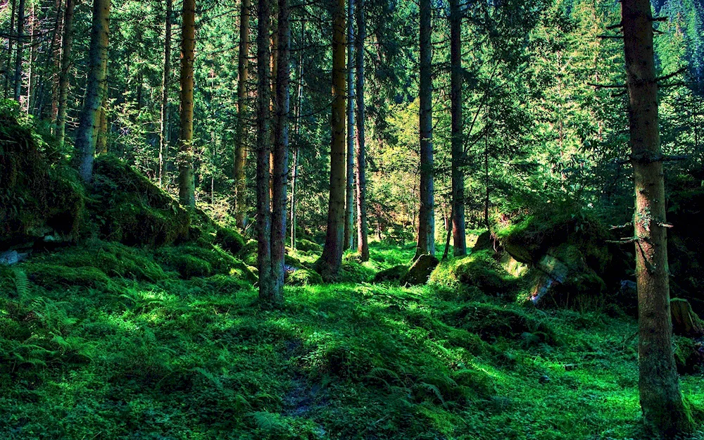 The Forest Bor Taiga grove thicket