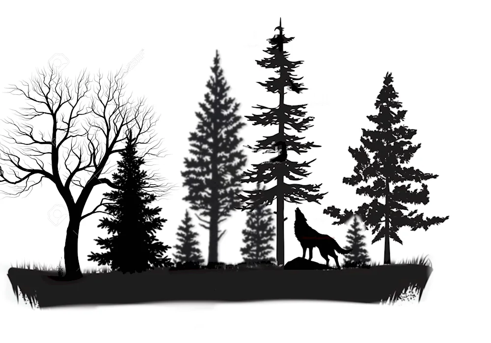 Silhouette of forest