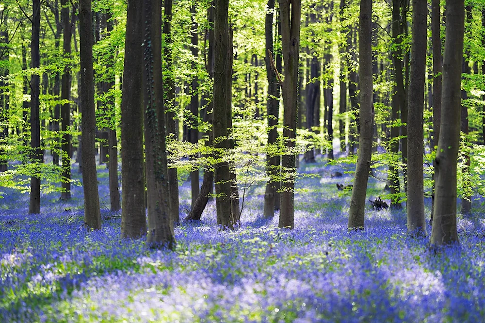 Hallerbos Forest Belgium