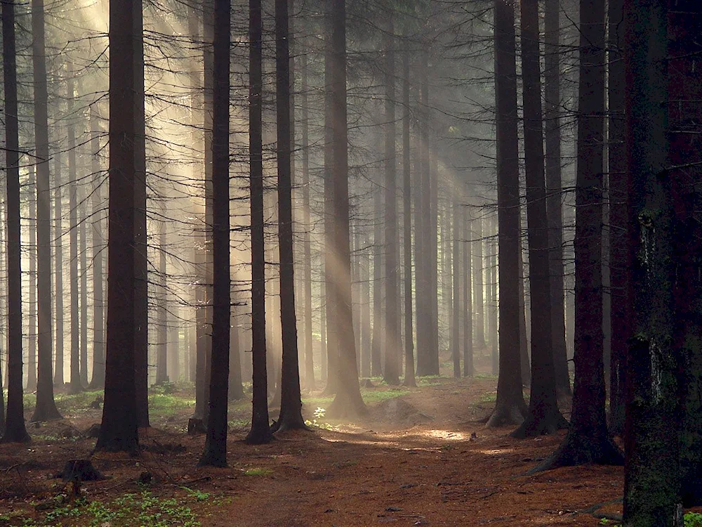 Hoya forest- Baciu Romania