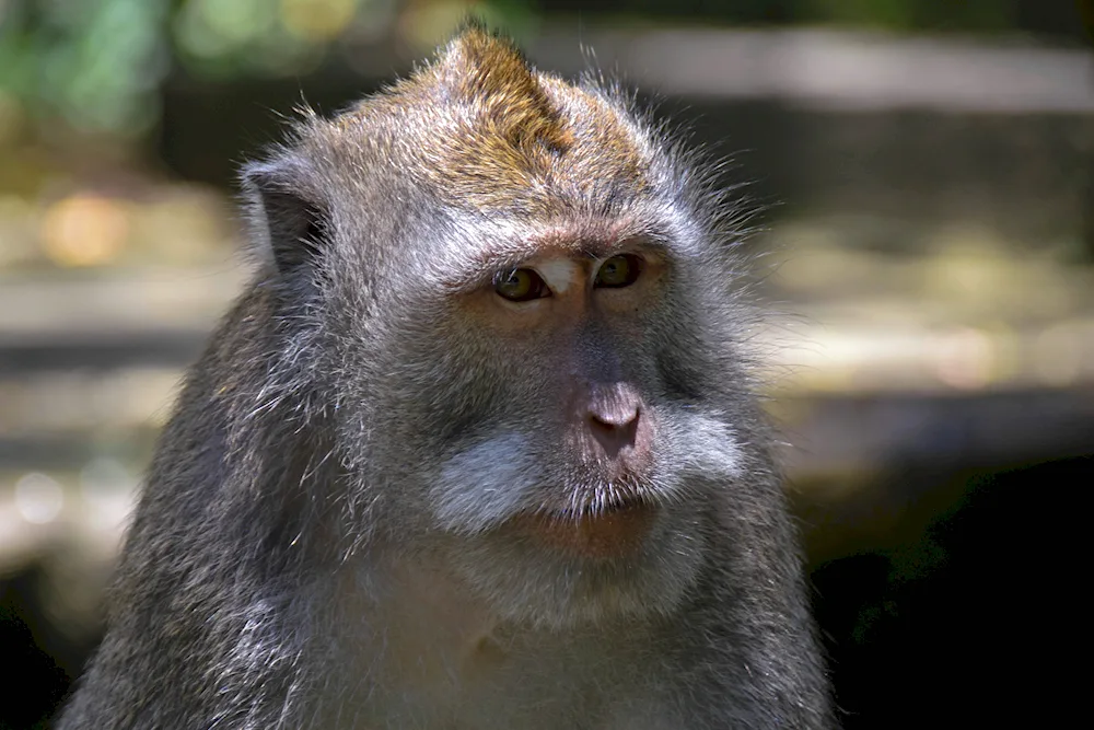 Bali monkey forest