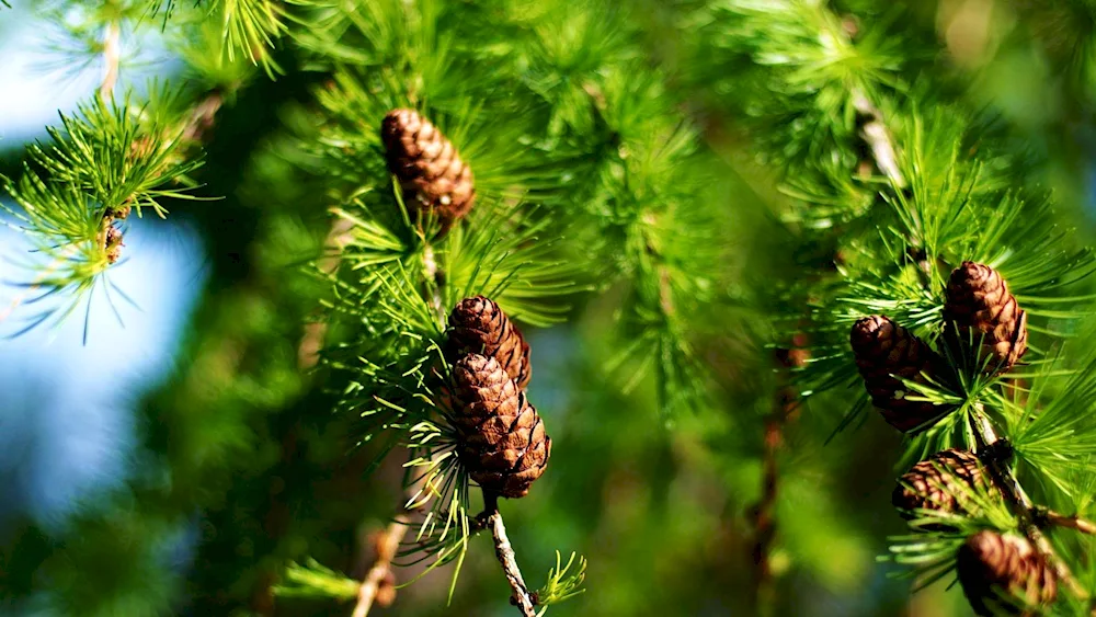 Juan Pine Tasmania