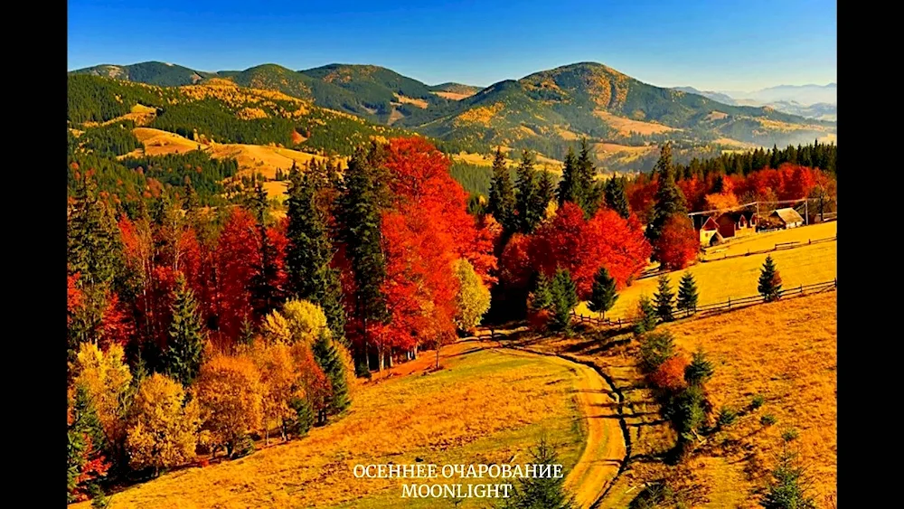Autumn tree