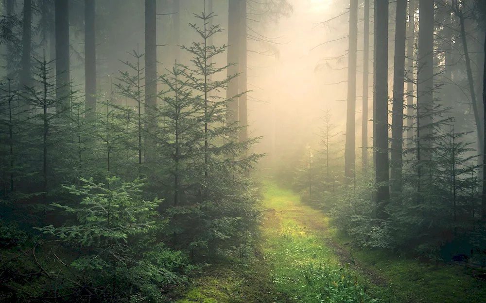 Schwarzwald forest in fog