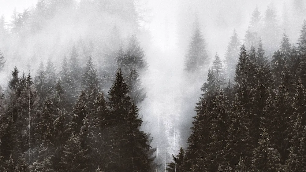 Swartzwald forest in fog