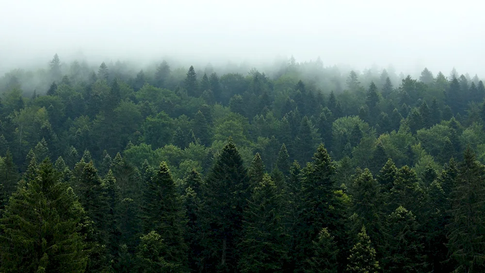 The forest in the fog. fog